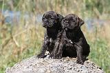 STAFFIE 213